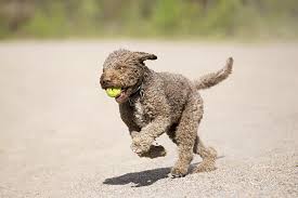 His agile nature and willingness to please makes the lagotto romagnolo a strong competitor in dog sports such as obedience, agility, tracking, scent work and conformation dog shows. Lagotto Romagnolo Dog Breed Information