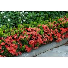 Image result for Ixora praetermissa
