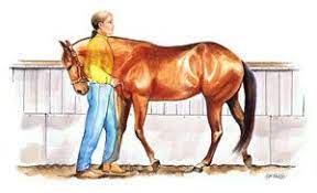 Aqha Director Of Shows Patti Carter Pratt Explains How To Back Your Horse In A Straight Line Here Http Americashorsedail Horses Show Horses Horse Training