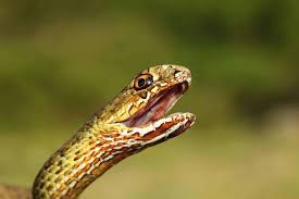 Make sure you give them the type of environment they enjoy in the wild. Non Venomous Snake Bite Symptoms Embora Pets
