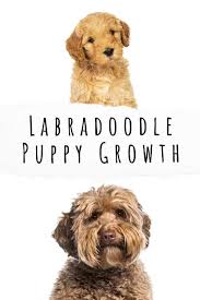 Share pictures of your labradoodles & goldendoodles. Labradoodle Puppy Growth And Development Stages