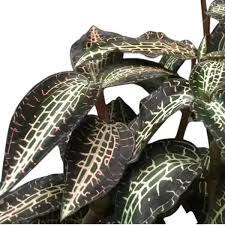 Image result for Goodyera afzelii