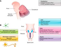 A carbon monoxide detector and an alarm are designed to alert users about the unsafe level of carbon monoxide. Mechanisms And Consequences Of Oxygen And Carbon Dioxide Sensing In Mammals Physiological Reviews
