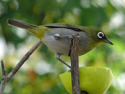 Garden Birds Of South Africa Pictures And Names Pin On Birds