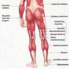 Check spelling or type a new query. 6 Quick Tips To Improve Your Hamstring Flexibility Muscle Anatomy Muscle Muscle Diagram