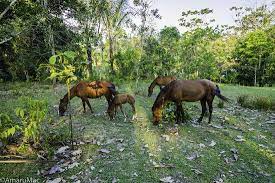 Rarec At Night Picture Of Rainforest Awareness Rescue Education Center Iquitos Tripadvisor
