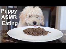 We are so excited to help you embark on this exciting journey with your newest family member. Asmr Puppy Eating Puppy Tlc Food Stelladoodle Youtube