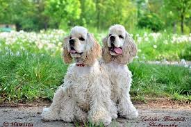 Image result for americký kokršpaněl