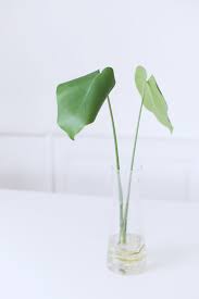 Monstera Vermehren So Vermehrt Ihr Das Fensterblatt Im Wasser Monstera Vermehren So Vermehrt Ihr Das Fensterbla In 2020 Hanging Plants Plant Decor Indoor Monstera