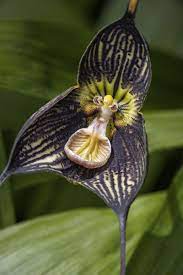 Vampire Orchid Dracula Vampira Orchids Orchid Varieties Orchid Care