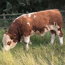 Simentalfleckvieh Simentalfamily Fleckviehaustria Fleckviehaustria Charolais Sarole Limuzin Jersey Heifers Angus 2020 Ciftlikler Deve Iman