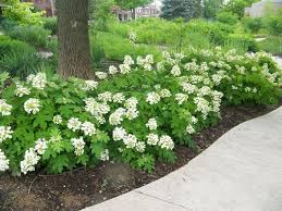 Pee Wee Oakleaf Hydrangea Yard Garden Pinterest Hydrangea Landscaping Oakleaf Hydrangea Landscape Hydrangea Quercifolia