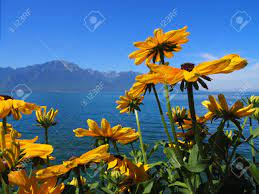 The fragrance of a flower can make you spellbound, mesmerized and hypnotized. Beautiful Flowers On Promenade In Montreux City At Lake Geneva Stock Photo Picture And Royalty Free Image Image 83421217