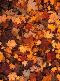 Free Image On Pixabay Autumn Leaves Foliage Fall Autumn Leaves Fall Wallpaper Fall Foliage Idea colours light rainy rain place idk stuf autumn photography.