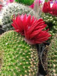 How are cacti adapted to the desert? Home Depot Cactus Has Glued On Flowers Album On Imgur
