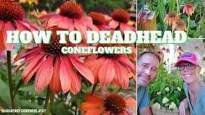 Maybe you would like to learn more about one of these? How To Deadhead Coneflowers Qg Day 127 Youtube