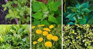 What wild flowers can you eat. 50 Weeds And Wildflowers You Can Actually Eat Diy Crafts