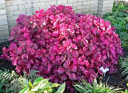 Image result for Iresine lindenii