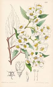 Image result for Dolichos simplicifolius