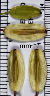 Image result for Macrotyloma densiflorum