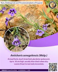 Image result for Anticharis