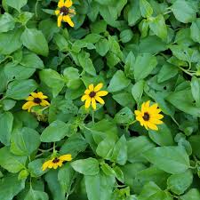 Image result for Dissotis pulchra