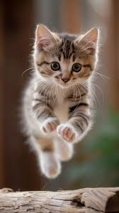 ‪Cute Cats, Kittens, Animal . Cats are the most lovely creature on earth.‬‏
