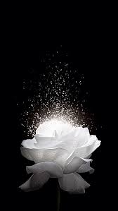 White Rose H5 Background Background H5 Rose White Flower Phone Wallpaper White Roses Background Beautiful Flowers Wallpapers