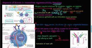75p Immediate Type 1 Hypersensitivity Reaction Detailed Allergy Youtube Hypersensitivity Reactions Hypersensitivity Allergies