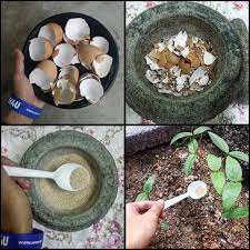 Jom buat racun organik sendiri. Baja Organik Dari Kulit Telur Blog Sihatimerahjambu