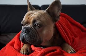 Your frenchie might bring home some allergens on himself after a day out. Do French Bulldogs Shed 5 Reasons For Frenchie Shedding