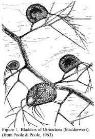 Image result for Utricularia