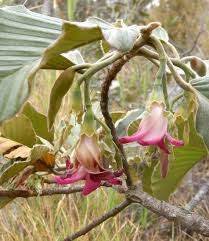 Image result for Dipterocarpaceae