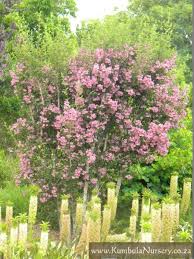 Image result for Karomia tettensis