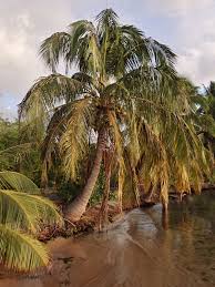 Image result for Cocos nucifera