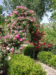 Training A Climbing Rose Garden Org Climbing Roses Rose Garden Landscape Rose Trees