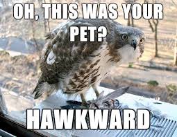 Awkward Timid Embarrassing Funny Animal Memes Funny Captions Funny Animal Pictures