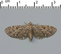 Image result for Eupithecia tripunctaria