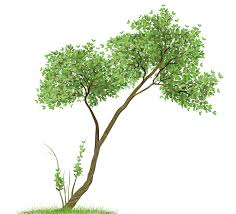 Download it and start using it on your projects. Transparent Tree Png Clipart Gallery Yopriceville High Quality Images And Transparent Png Free Clipart