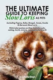 The Ultimate Guide To Keeping Slow Loris As Pets Including Pygmy Baby Bengal Javan Sunda Bornean Slow Loris With Information On Slow Loris For Teeth Venom Endangered Status Charities