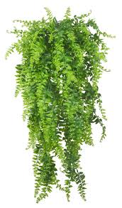 We did not find results for: Artificial Plants Vines Ferns Persian Rattan Fake Hanging Plant Faux Hanging Boston Fern Flowers Vine Outdoor Uv Resistant Plastic Plants For Wall Indoor Hanging Baskets Wedding Garland Decor 2 Pcs Buy Online In