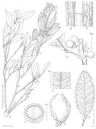 Image result for Rytigynia sp. C