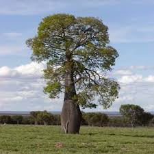 We did not find results for: Bottle Tree And Carrotwood Tree Facts