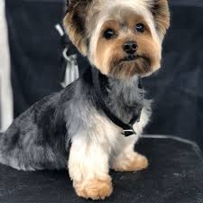 TOP 10 BEST Dog Teeth Cleaning Anesthesia Free near Margate, FL