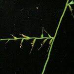 Image result for Microstegium fasciculatum