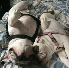 Frenchie bulldog understands this ethos, creating stylish harnesses and apparel. Top Reviews For Buying An English Bulldog Harness 2021