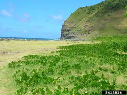 Image result for Vigna racemosa