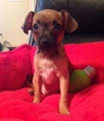 Adopt Sriracha On Petfinder Puppy Adoption Chihuahua Puppies Chihuahua