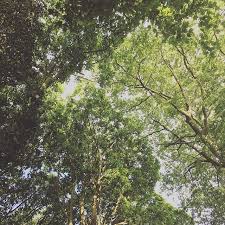 Komorebi Japanisches Wort Fur Den Sonnenschein Der Durch Die Baume Kommt Pinterest Naturphanomene Japanische Worter Sonnenschein