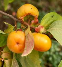 Image result for Diospyros